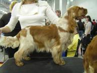 BELWORTH MIRRA MAYLAKI