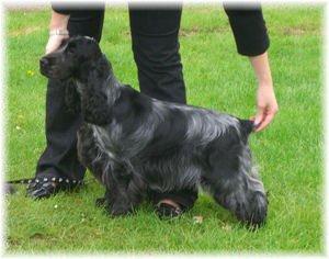 BENCLEUCH BELLA LOLLITA