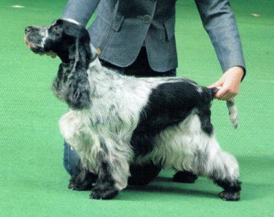 CARILLO CUTTY SARK FOR BELWORTH