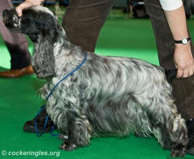 GLOWHILL SCRUMPY JACK