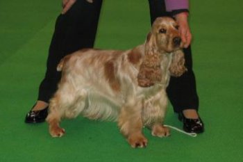 LINDRIDGE ORANGE MAID