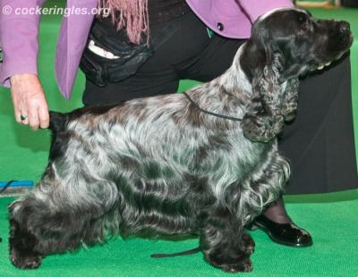 LINDRIDGE STAR QUEST