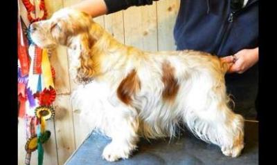 LYNWATER SPINNING TOP