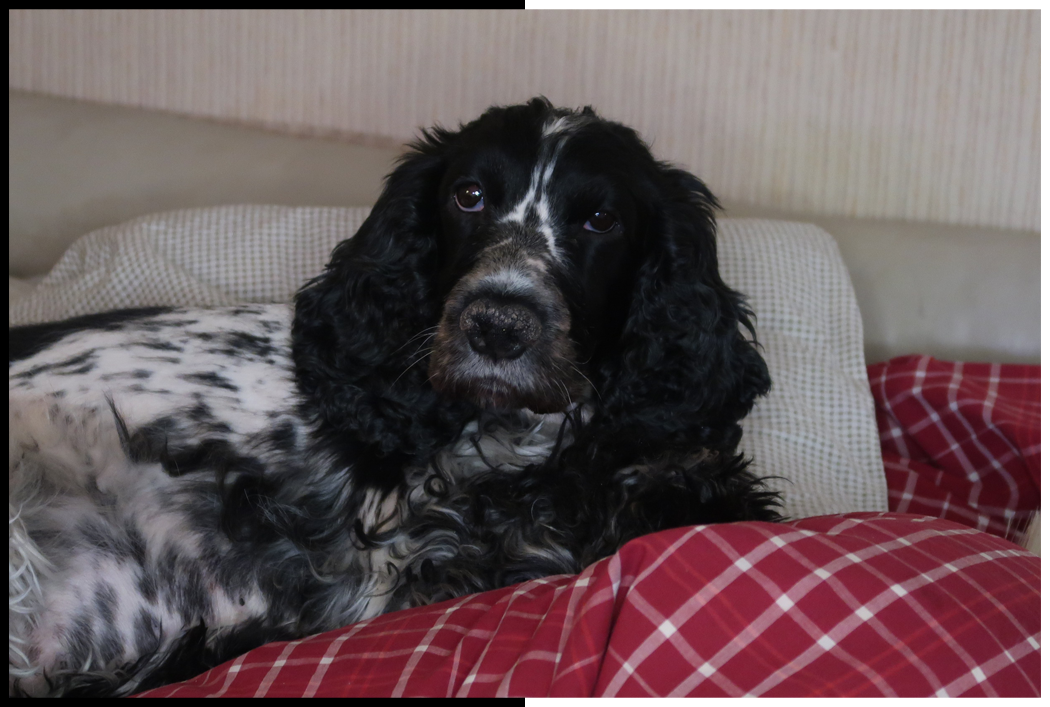 В память о тебе, Панда. In memory of you, Panda.