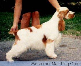 WESTERNER MARCHING ORDER