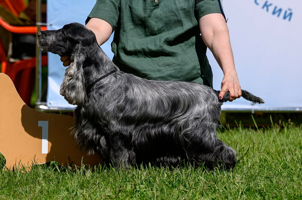 Iriskis Benediction of Heavens